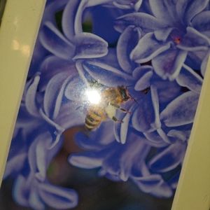 Bee on Flowers 7 inch Matted Wall hanging